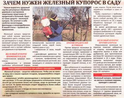 Как обработать виноград весной медным купоросом?