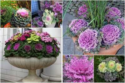 Как вырастить декоративную капусту из семян