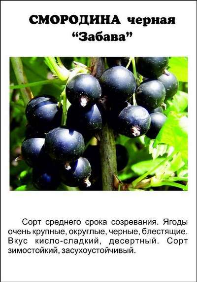 Сорта чёрной смородины с фотографиями и описанием
