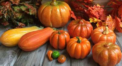 Лучшие сорта и виды тыкв