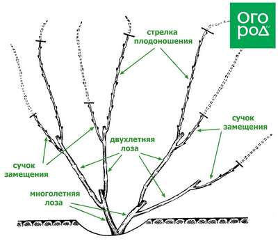 Как и когда обрезать виноград?