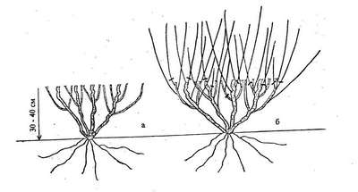 Как сажать и ухаживать за жимолостью?