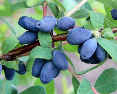 Лучшие сорта жимолости