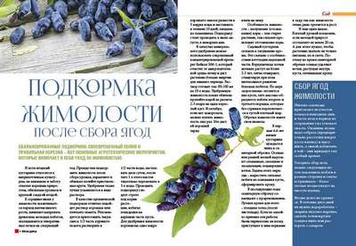 Подкормка для жимолости