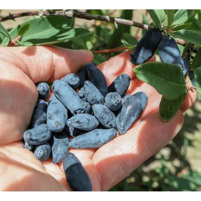 Сорт жимолости Синяя птица