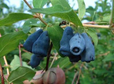 Сорт жимолости Амфора