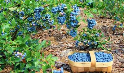 Выращивание и уход за гoлyбикой