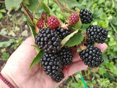 Сорт ежевики Блэк Сатин