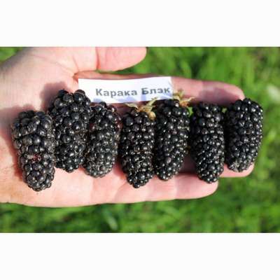 Лучшие сорта ежевики