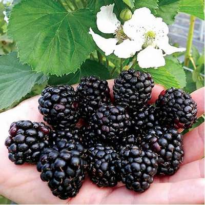 Сорт ежевики Рубен