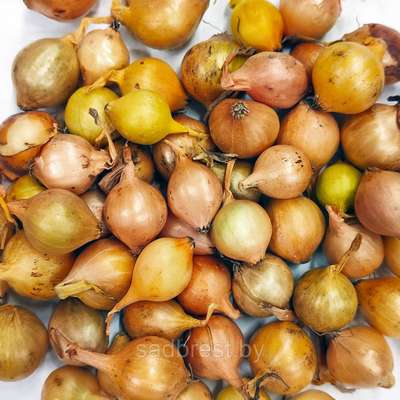 Сорт лука Штутгартер-Ризен