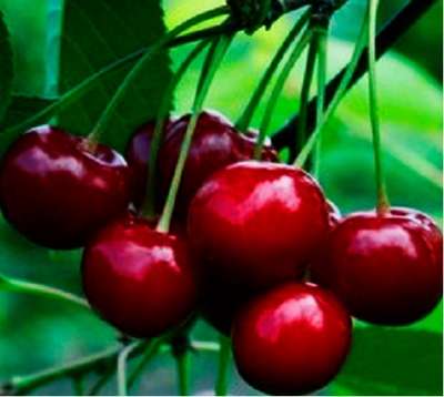 Вишня сорта «Молодежная»