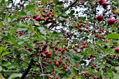 Сорт вишни Владимирская