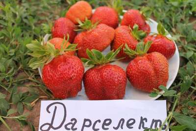 Сорт клубники Дарселект