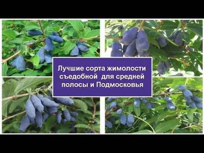 Лучшие сорта съедобной жимолости для Подмосковья