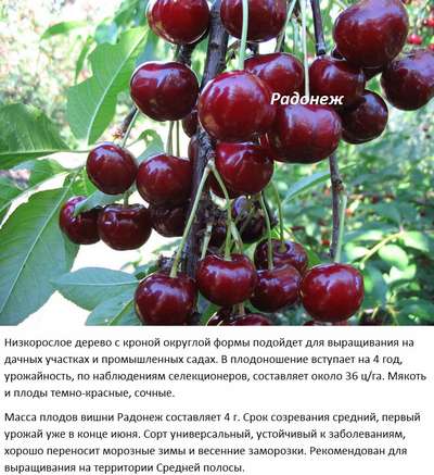 Лучшие сорта вишни для средней полосы россии
