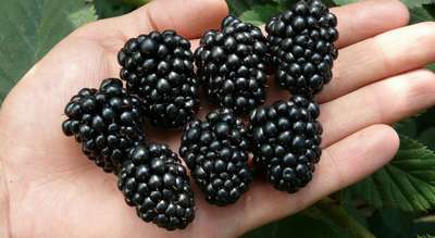 Сорт ежевики Торнфри