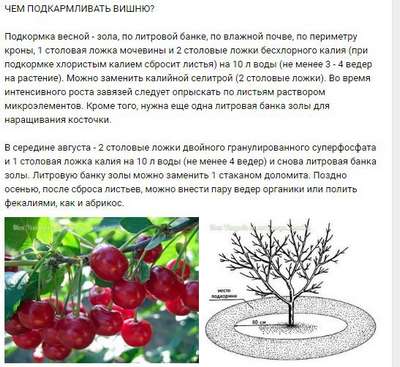 Чем подкормить вишни весной, летом и осенью