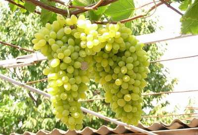 Сорт винограда Лора