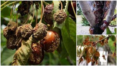 Болезни вишни и борьба с ними