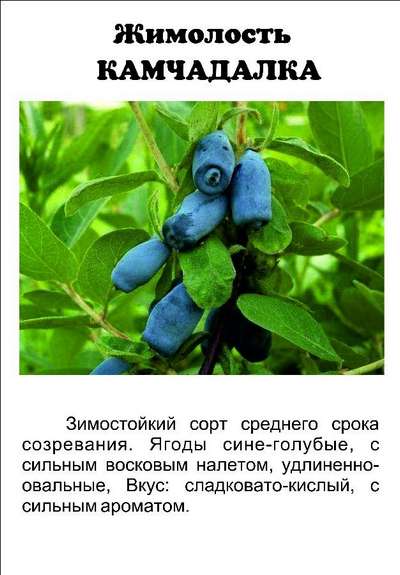 Сорт жимолости Камчадалка