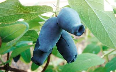 Сорт жимолости Амфора