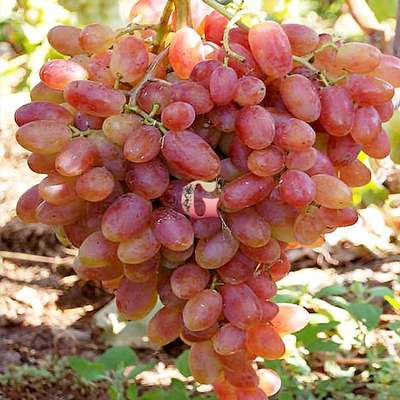 Сорт винограда Преображение