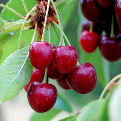 Сорт вишни «Любская»