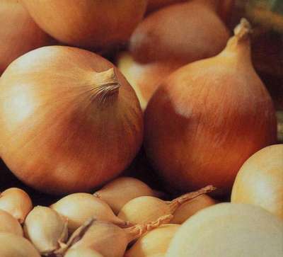 Сорт лука Центурион