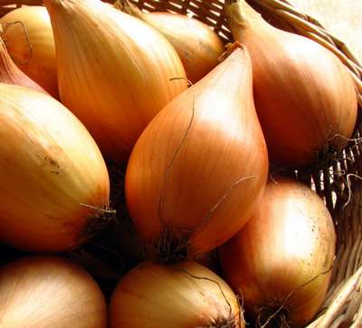 Сорт лука Бамбергер
