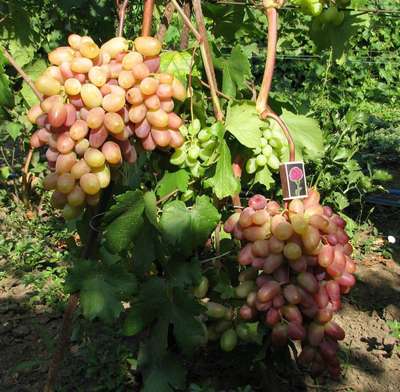 Сорт винограда Виктор