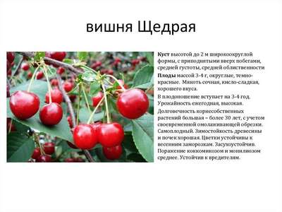 Вишня Харитоновская: описание сорта, особенности посадки и ухода