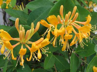 Сорт жимолости Каприфоль