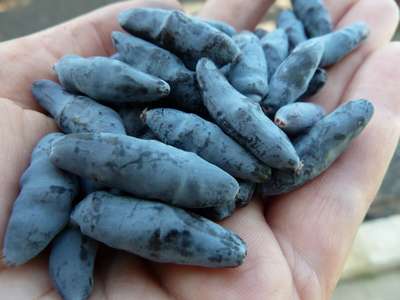 Сорт жимолости Бакчарский Великан