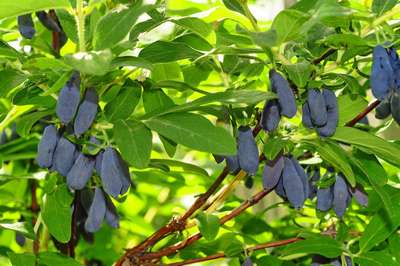 Сорт жимолости Морена