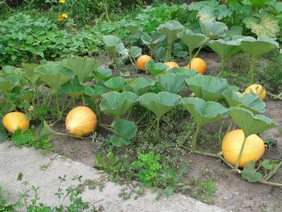 Выращивание тыквы в открытом грунте