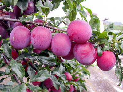 Сорт алычи Кубанская комета