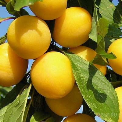 Сорт алычи Мара