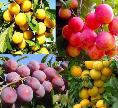 Самые лучшие сорта алычи для Подмосковья