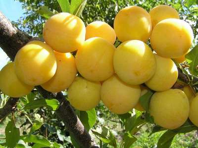 Сорт алычи Царская