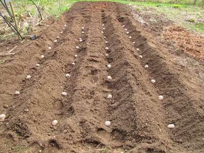 Способы посадки картошки чтобы получить хороший урожай