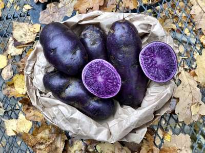 Фиолетовая картошка: сорта, посадка и уход