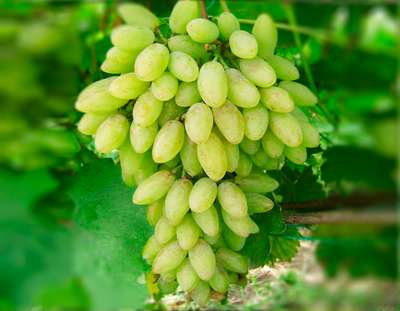 Сорт винограда Тимур