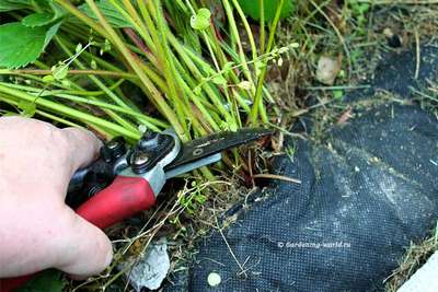 Как обрезать клубнику?