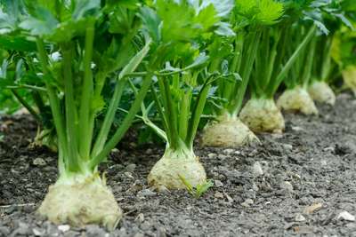 Как вырастить корневой сельдерей?