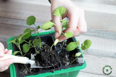 Пикировка рассады баклажанов