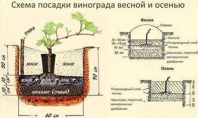 Как сажать виноград весной саженцами?