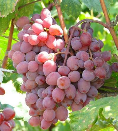 Сорт винограда Виктория