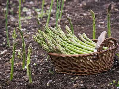 Выращивание и уход за спаржей