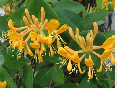 Жимолость декоративная вьющаяся: виды, описание и уход